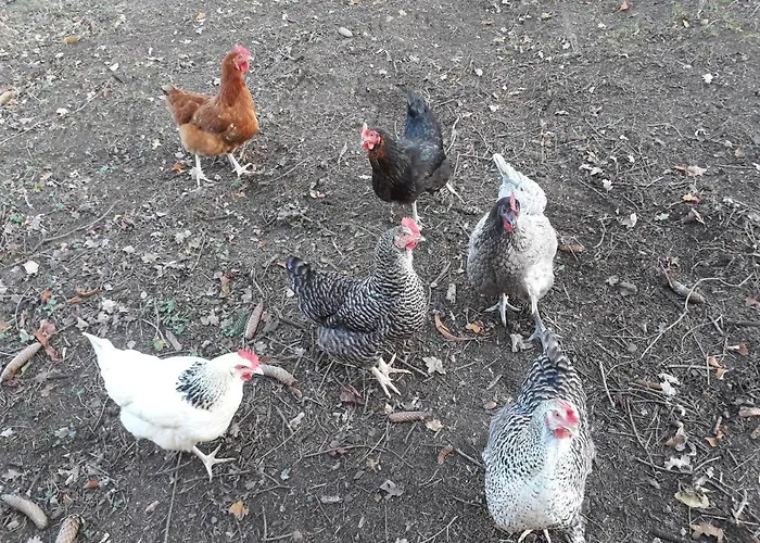 Quatre Saisons